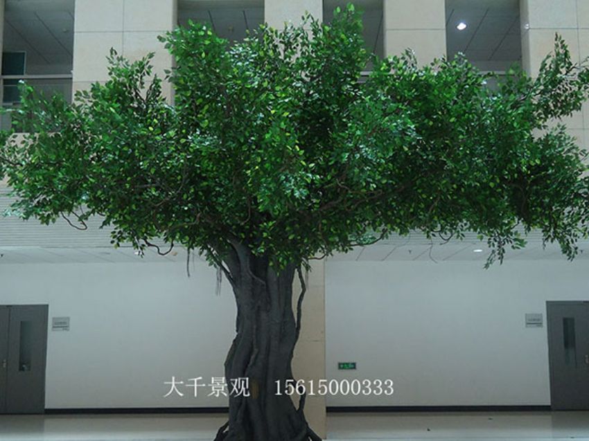 點擊查看詳細信息<br>標題：室內榕樹 閱讀次數：1623