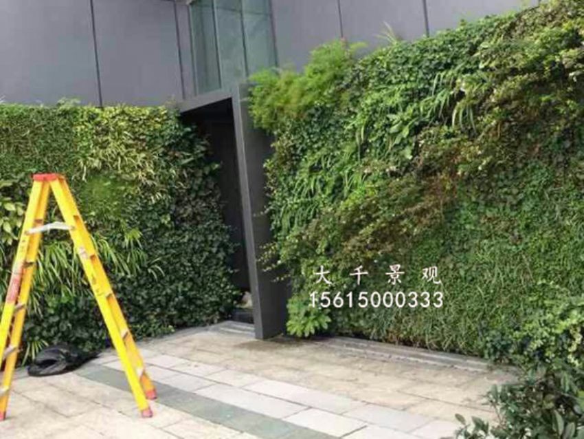點(diǎn)擊查看詳細(xì)信息<br>標(biāo)題：綠植墻 閱讀次數(shù)：1692