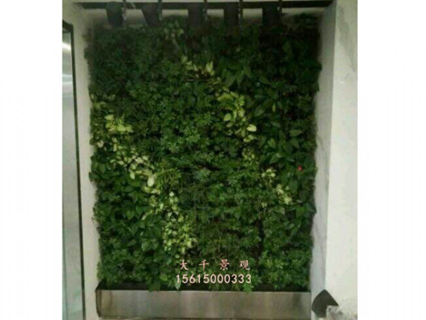 點擊查看詳細信息<br>標題：綠植墻 閱讀次數：2310