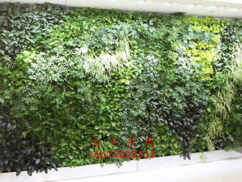 點擊查看詳細信息<br>標題：綠植墻 閱讀次數：2639